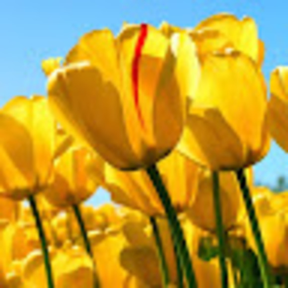 Meet your Posher, Sa'youh - Picture 1 of 1